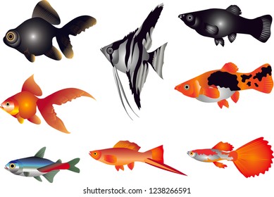 Vector - Aquarium Fish Freshwater