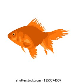 Vector aquarium fish silhouette illustration. Colorful cartoon flat aquarium fish icon for your design.