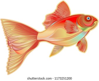 Vector aquarium gold fish isolated on white background