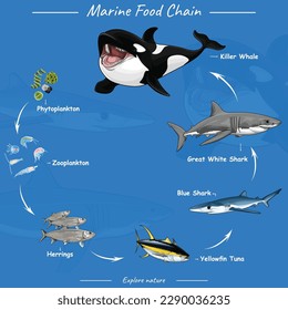 Vector Aquatic Food chain lives in oceans open seas including top predators filterers zooplankton phytoplankton. Killer whale food chain.