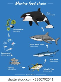 Vector Aquatic Food chain lives in oceans open seas including top predators filterers zooplankton phytoplankton. Killer whale food chain.