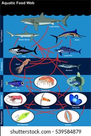 Ocean Food Chain Chart