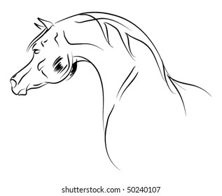vector arab horse sketch