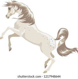 Vector - Arab Horse Stallion