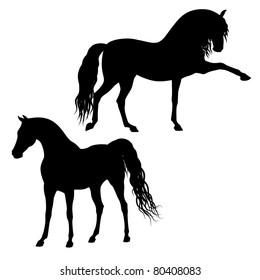 Vector arabian and andalusian horse's silhouettes isolated on a white background