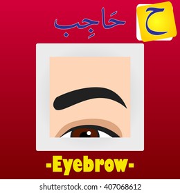 Vector Arabic Name of Part Human Body Illustration, English Translation; Eyebrow