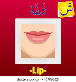 Vector Arabic Name of Part Human Body Illustration, English Translation; Lip