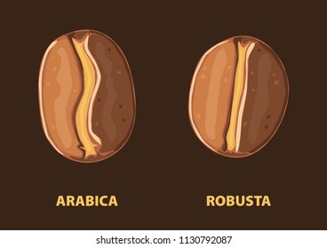 Vector Arabica and Robusta beans illustration