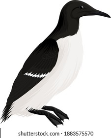 vector arctic bird common murre or guillemot