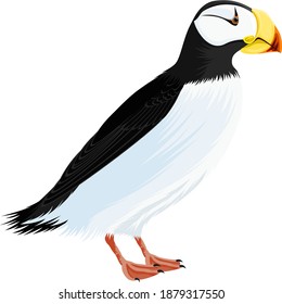Vector arctic bird Horned puffin