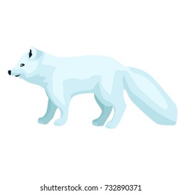 Vector arctic fox  isolated on white