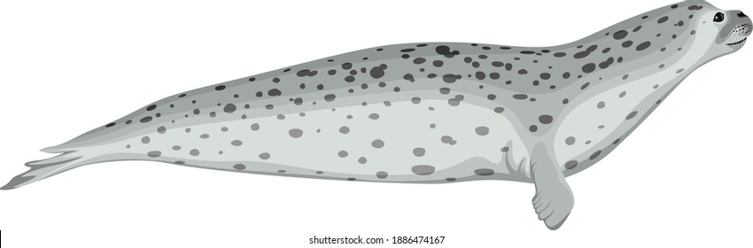 vector Arctic Harbor seal illustration