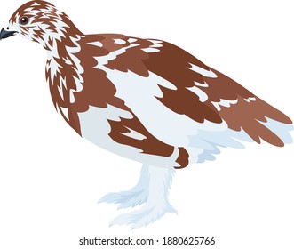 vector arctic partridge willow ptarmigan 