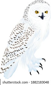 Vector Arctic Snowy Owl Illustration