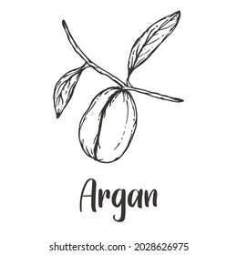 Vector of Argan Branch hand drawn sketch style. Drawing element design. Used for menu, poster, banner, label, logo or printed t-shirts, etc.