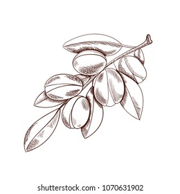 Vector Argan Branch Sketch, Outline Drawing Isolated On White Background, Argania Plant.