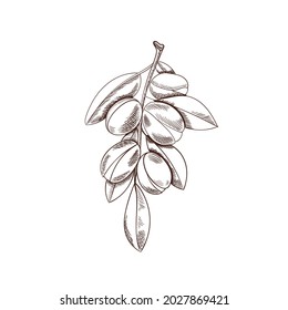 Vector Argan Outline Sketches Isolated On White Background, Plant, Argan Nuts With Leaves.