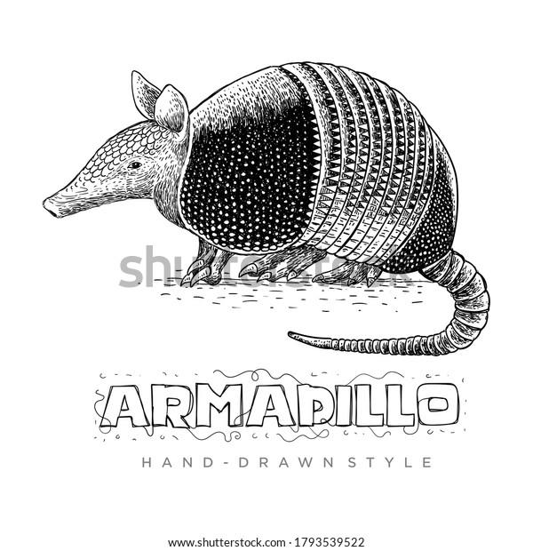 Vector Armadillo Hand Drawn Animal Illustrations Stock Vector (Royalty