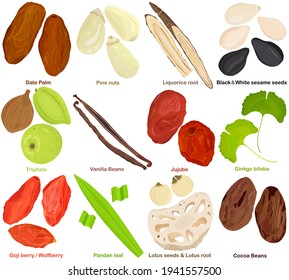 Vector of aromatic culinary Herb. Different fruit, root, seed, leaves - Date palm, Pine nut. Liquorice, sesame, Triphala, Vanilla, Jujube, Ginkgo, Goji berry, Pandan, Lotus seed root, cocoa. 