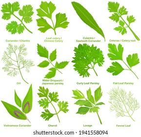 Vector of aromatic culinary Herb, leaves. Coriander Cilantro Celery Culantro Celeriac Dill Parsley Chervil Lovage Fennel Leaf. Healthy ingredients. Colorful set of food illustration isolated on white 