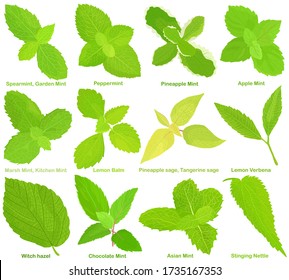 Vector of aromatic culinary Herb seed, vegetable - Mint, Lemon Balm, Sage, Lemon Verbena, Witch hazel, Stinging Nettle . Healthy ingredients. Colorful set of food illustration isolated on white