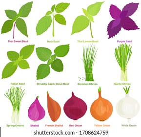 Vector of aromatic Herb, bulb vegetable - Basil, Chives, Onions, Shallot. Healthy ingredients. Colorful set of food illustration isolated on white background 