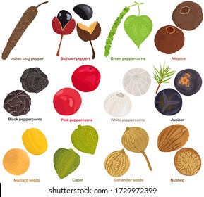 Vector of aromatic Herb seed, vegetable - pepper, peppercorn, allspice, juniper, mustard seeds, caper, coriander, nutmeg. Healthy ingredients. Colorful set of food illustration isolated on white backg