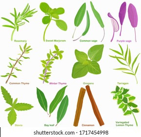 Vector of aromatic Herb, vegetable - Rosemary Sweet Marjoram Sage Thyme Oregano Tarragon Stevia Bay leaf Cinnamon. Healthy ingredients. Colorful set of food illustration isolated on white background