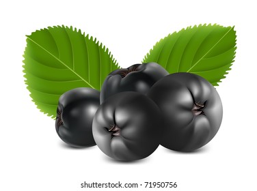 Vector Aronia Berries (chokeberry)