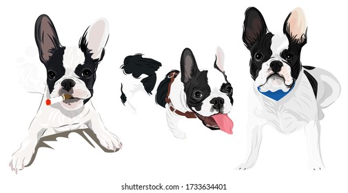 Vector art 3 actions funny french bulldog