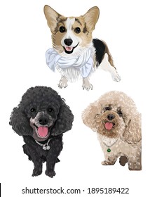 vector art of 3dogs corgi and poodle puppy