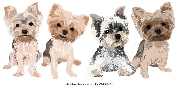 Vector art of adorable 4 puppies yorkshire terrier dog