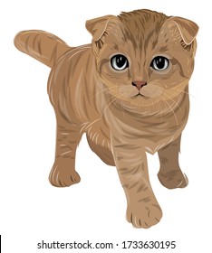 Vector art of adorable orange cat Scottish fold isolate