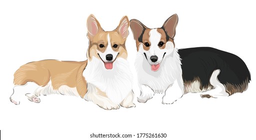 Arte vectorial de adorables corgi gemelos de dos colores