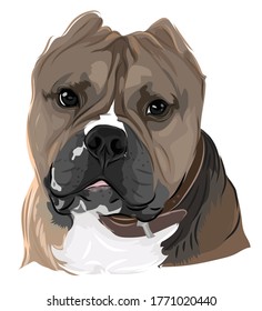 Vector art of beautiful brown dog