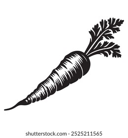 Vector art of carrot illustration