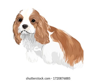 El vector arte Cavalier Rey Carlos Español perro lindo