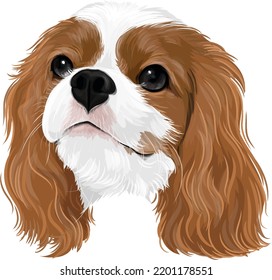 Vector art of cavalier king charles spaniel head puppy cute drawing