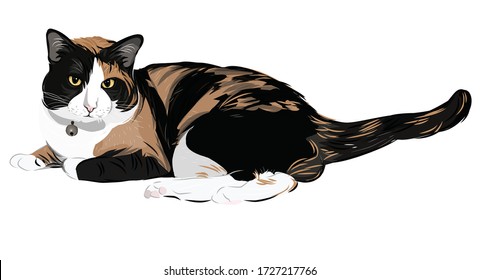 Vector art of a chubby cute cat