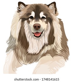 Vector art of a chubby Siberian husky dog