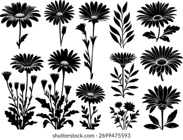 Arte vectorial de colección de ilustraciones de margaritas en blanco y negro