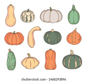 Vector art collection of different kinds of seasonal Squash and Pumpkin vegetables