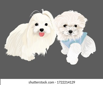 Vector art couple white adorable puppy gray background