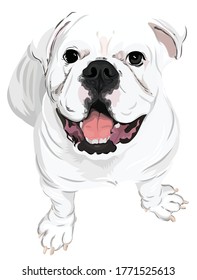 Vector art of a cute friendly puppy white french bulldog