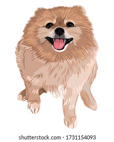 Vector art of a cute puppy brown Pomeranian dog smiling