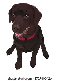 Vector art of a dark brown Labrador Retriever