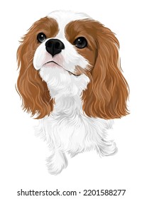 Vector art of dog cavalier king charles spaniel drawing cute puppy