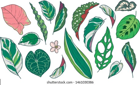 Vector art drawing collection of different popular exotic houseplant leaves like Begonia, Calathea, Pothos, Marante, Anthurium, Monstera, Syngonium and Dracaena