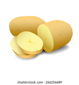 Vector art graphic illustration of fresh potatoes