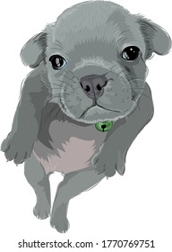 Vector art of a gray baby dog
